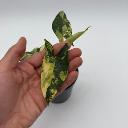 Syngonium Podophyllum Aurea variegated leaves held in hand, yellow-green pattern on Tampa Home & Garden Store
