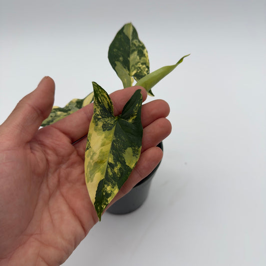 Syngonium Podophyllum Aurea variegated leaves held in hand, yellow-green pattern on Tampa Home & Garden Store
