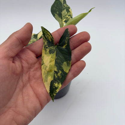 Syngonium Aurea variegated leaf with green yellow marbling RUNOPLANTS potted houseplant on Tampa Home & Garden Store