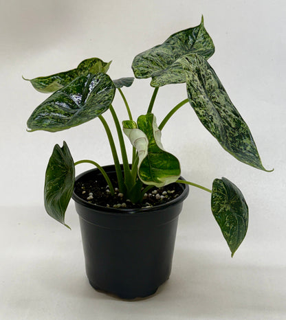 Alocasia Dragon Scale Mint indoor plant in black pot with variegated green leaves on Tampa Home & Garden Store