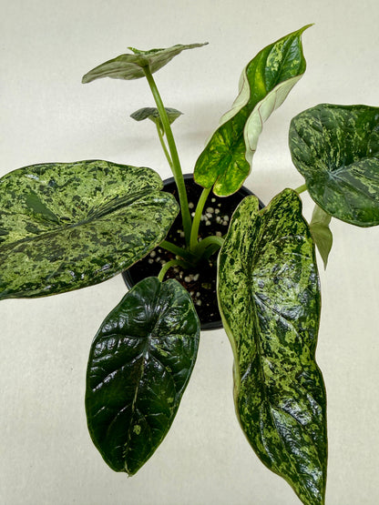 Alocasia Dragon Scale Mint plant with variegated green leaves in a pot, potted houseplant on Tampa Home & Garden Store