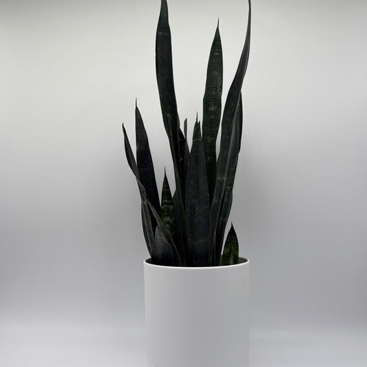 Sansevieria Zeylanica Dragon's Tooth