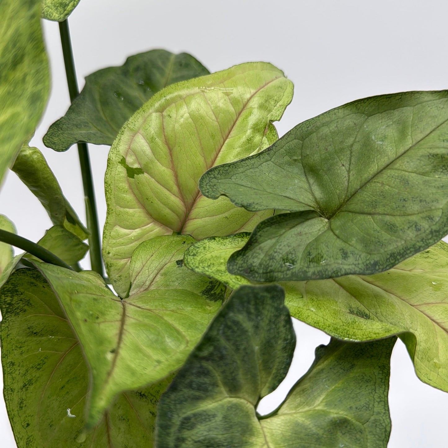 Syngonium Pink Vein