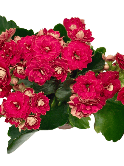 Kalanchoe Blossfeldiana pink double blooms in a 4-inch pot from Rooted Treasures Farms on Tampa Home & Garden Store