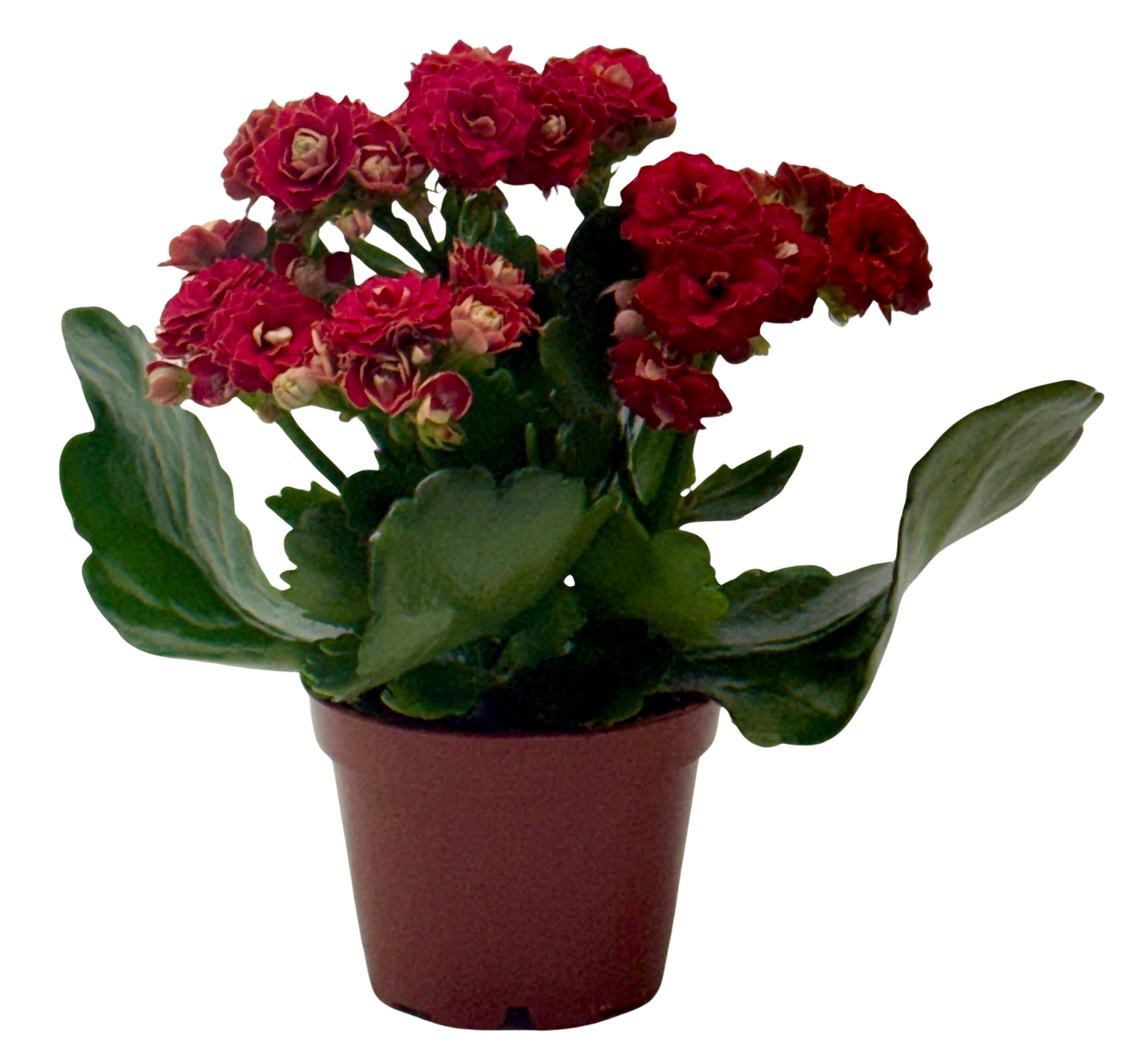 Kalanchoe Blossfeldiana 4in plant with red double blooms in a terracotta pot on Tampa Home & Garden Store