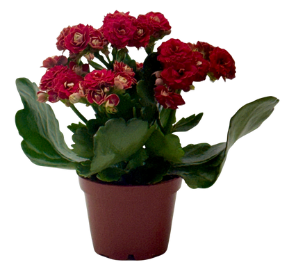 Kalanchoe Blossfeldiana 4in plant with red double blooms in a terracotta pot on Tampa Home & Garden Store