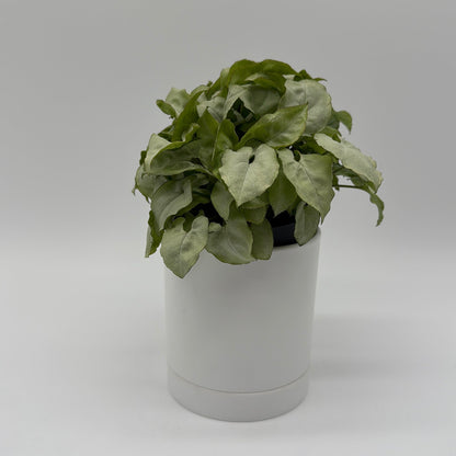 Syngonium Moonshine