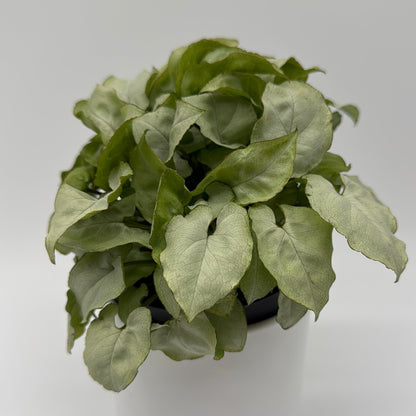 Syngonium Moonshine