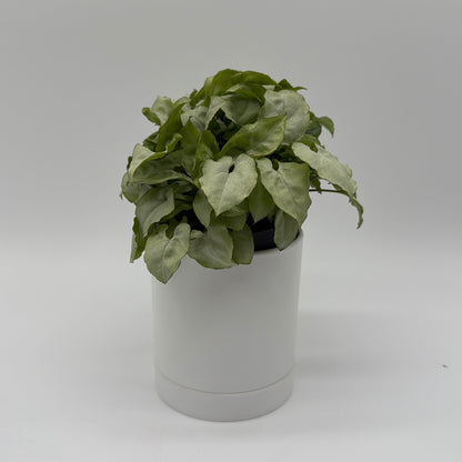 Syngonium Moonshine