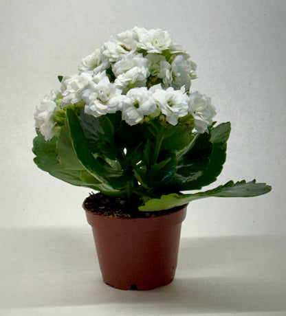Kalanchoe 'Blossfeldiana'