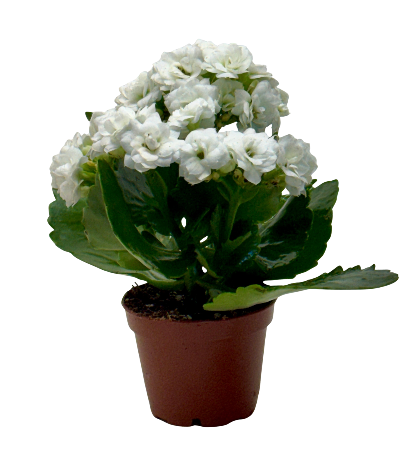 Kalanchoe Blossfeldiana 4in plant with white blooms in pot Rooted Treasures Farms on Tampa Home & Garden Store