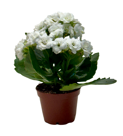 Kalanchoe Blossfeldiana 4in plant with white blooms in pot Rooted Treasures Farms on Tampa Home & Garden Store