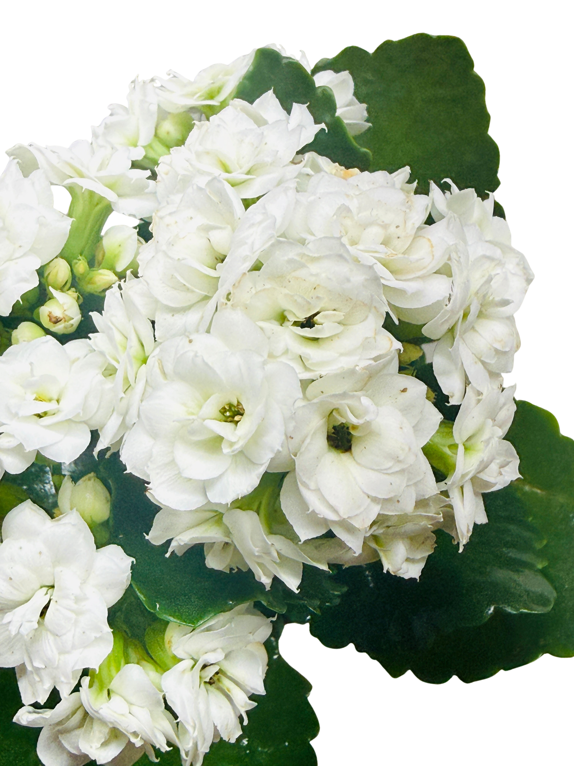 Kalanchoe Blossfeldiana 4in potted plant with white blooms and glossy green leaves on Tampa Home & Garden Store