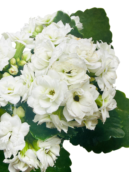 Kalanchoe Blossfeldiana 4in potted plant with white blooms and glossy green leaves on Tampa Home & Garden Store