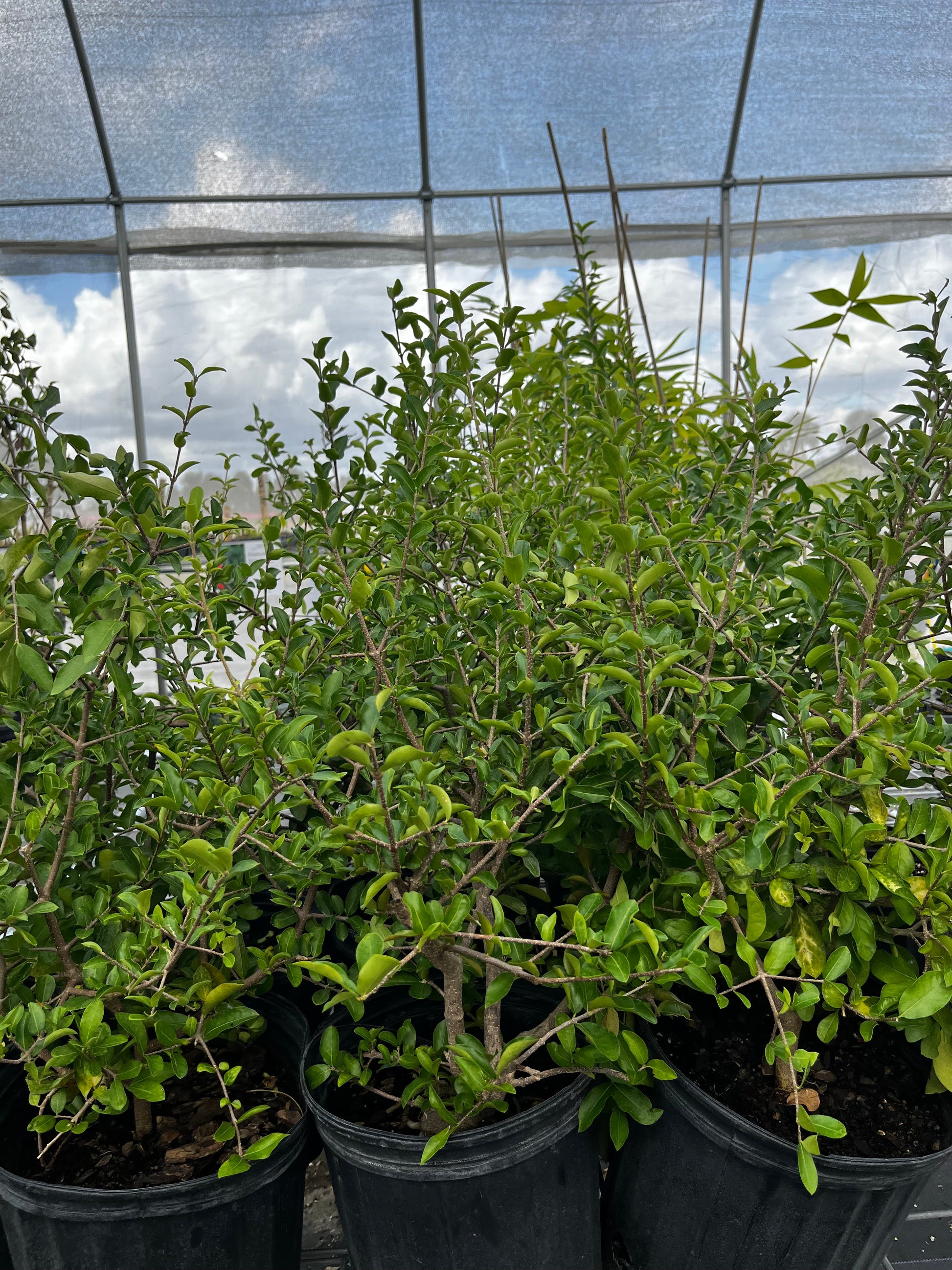 Barbados Cherry tropical fruit shrub in plastic pots, dense green foliage, Sow Exotic on Tampa Home & Garden Store
