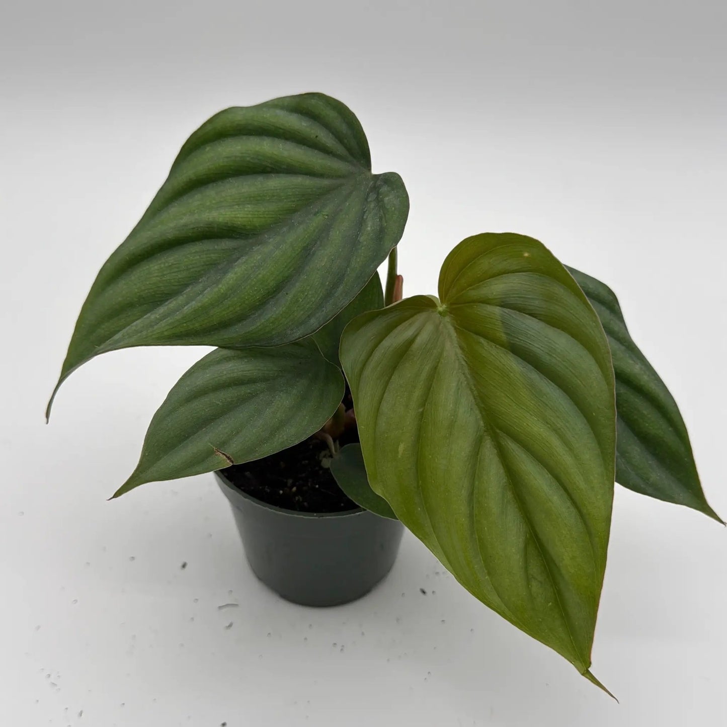 Philodendron Colombia Velvet Leaves Plant