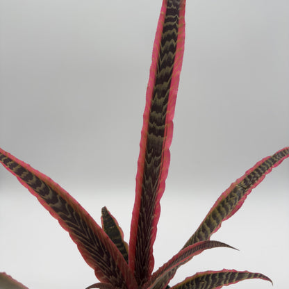 Cryptanthus Pink Earth Star leaf close-up with pink-edged dark zebra-pattern leaves on Tampa Home & Garden Store