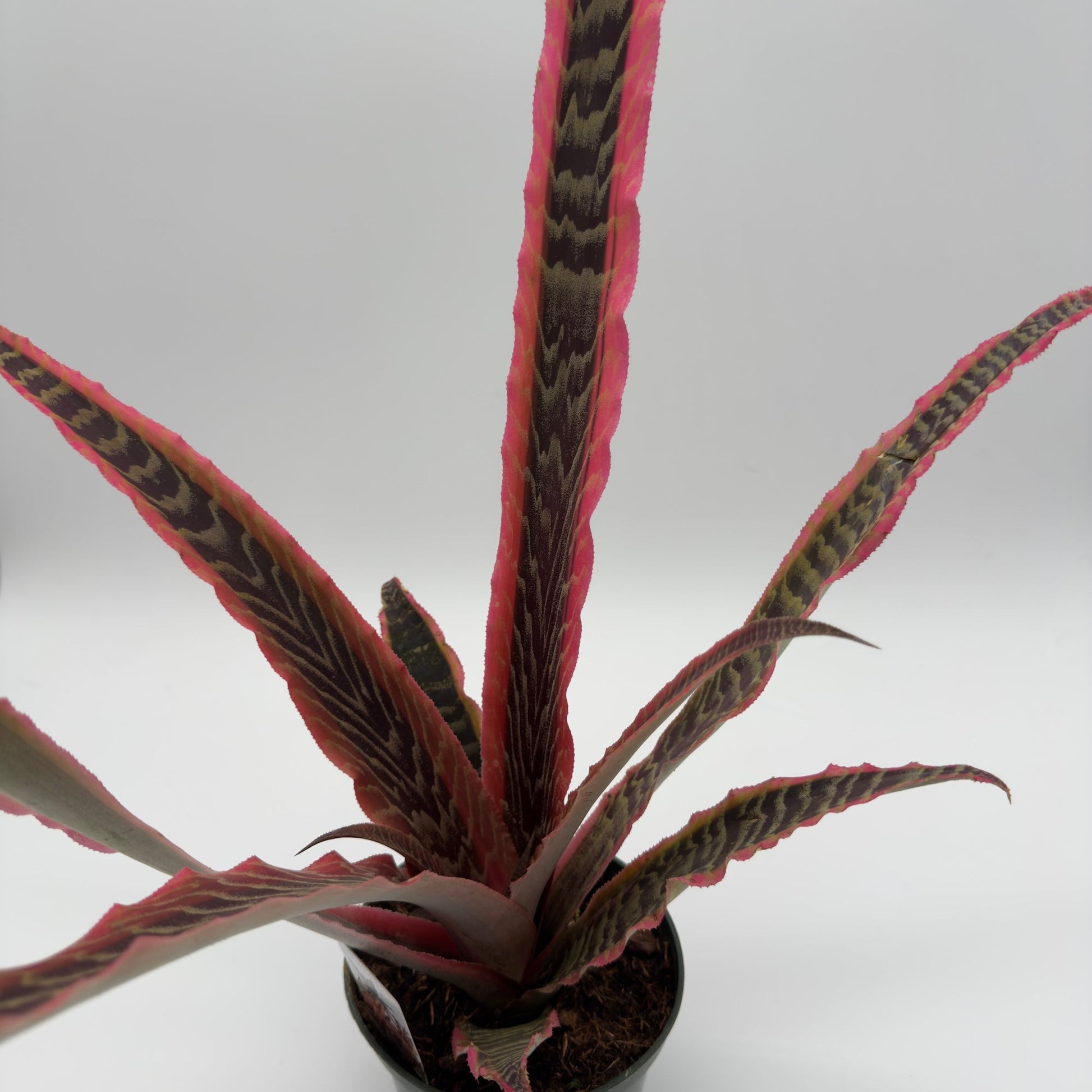 Cryptanthus Pink Earth Star potted houseplant with pink-edged dark striped leaves on Tampa Home & Garden Store