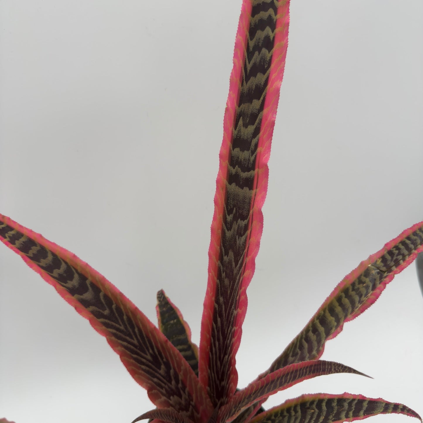 Cryptanthus Pink Earth Star plant with pink-edged dark green leaves RUNOPLANTS on Tampa Home & Garden Store
