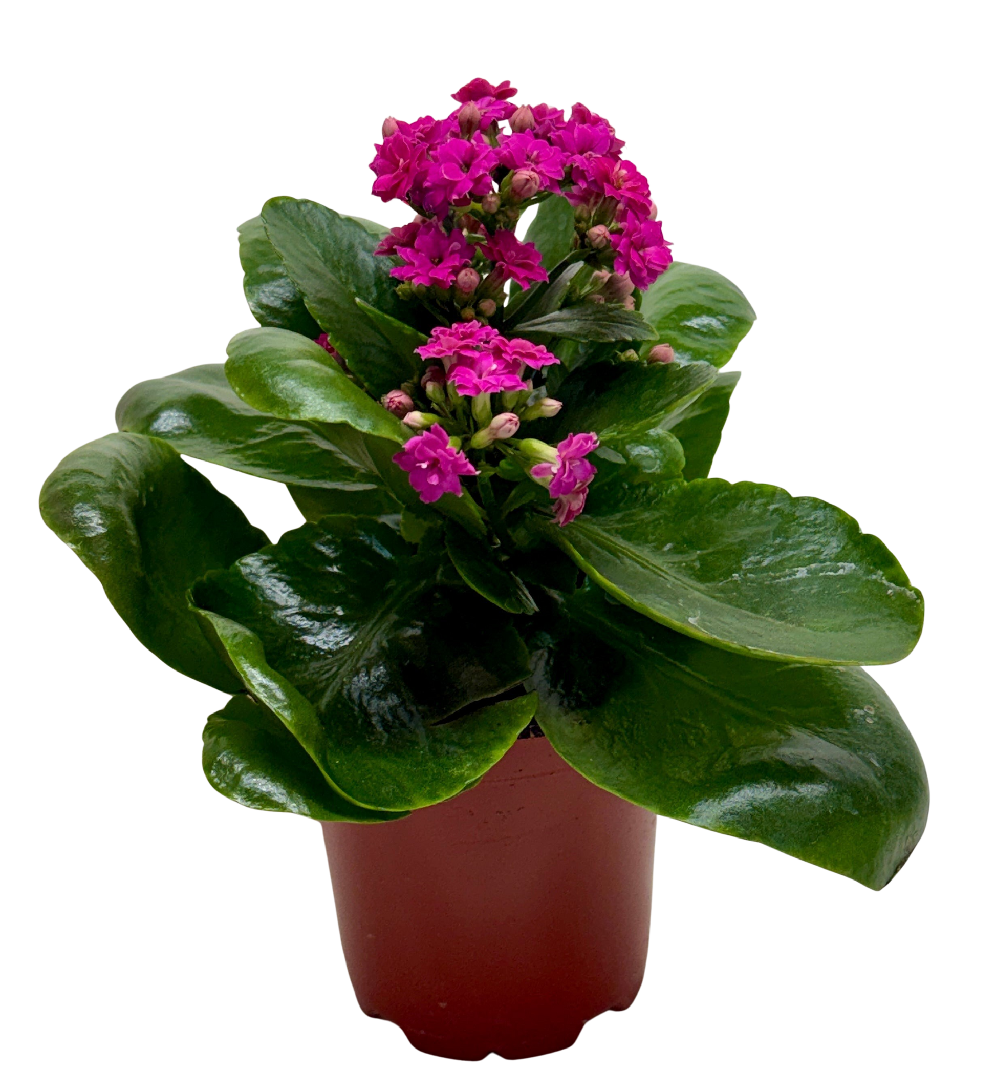Kalanchoe Blossfeldiana 4in potted plant with pink blossoms and glossy green leaves on Tampa Home & Garden Store