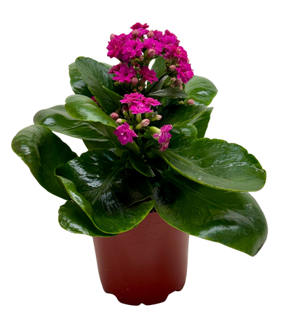 Kalanchoe Blossfeldiana 4in potted plant with pink blossoms and glossy green leaves on Tampa Home & Garden Store