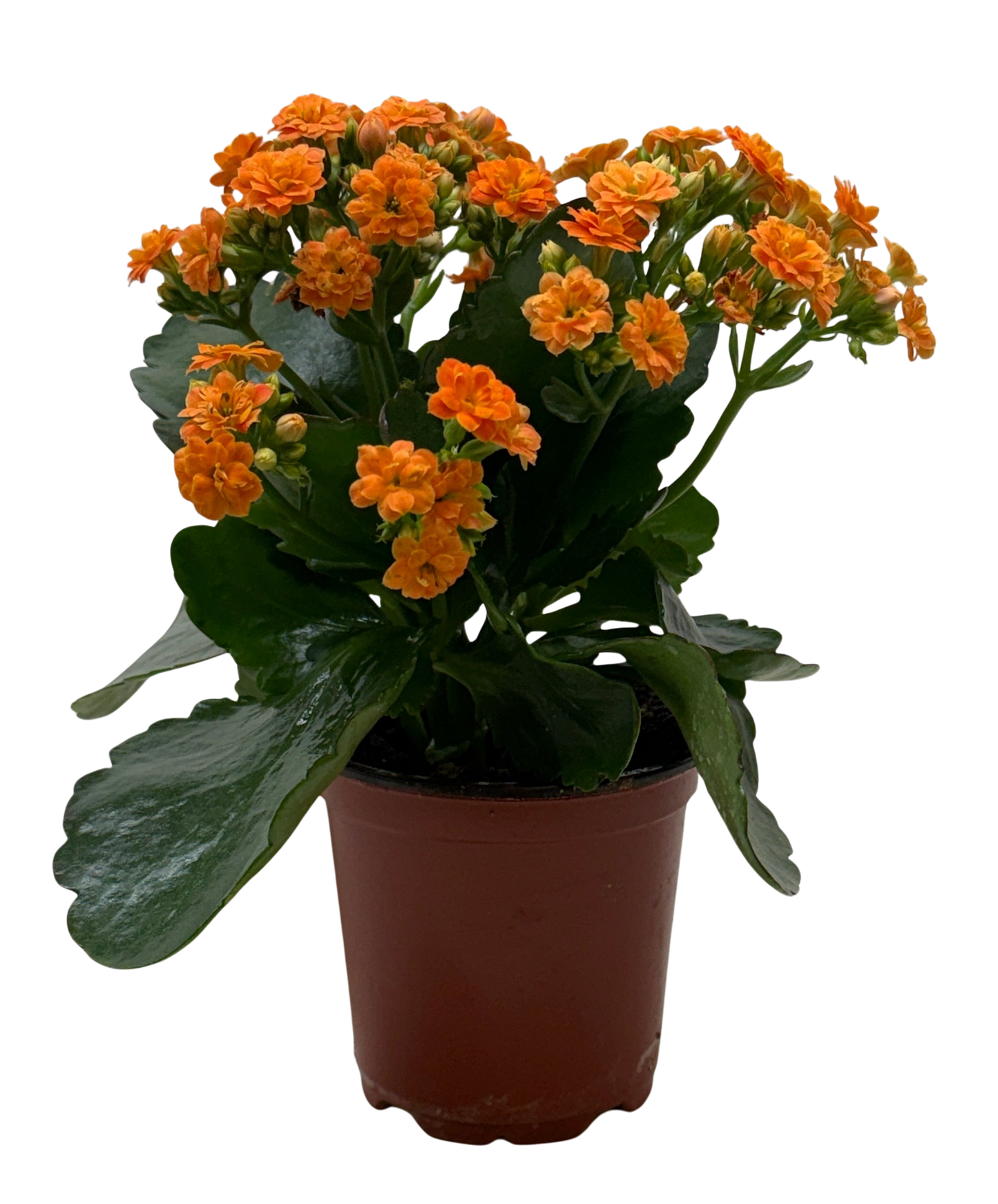 Kalanchoe Blossfeldiana 4-inch plant with orange blossoms and green leaves Rooted Treasures Farms on Tampa Home & Garden Store