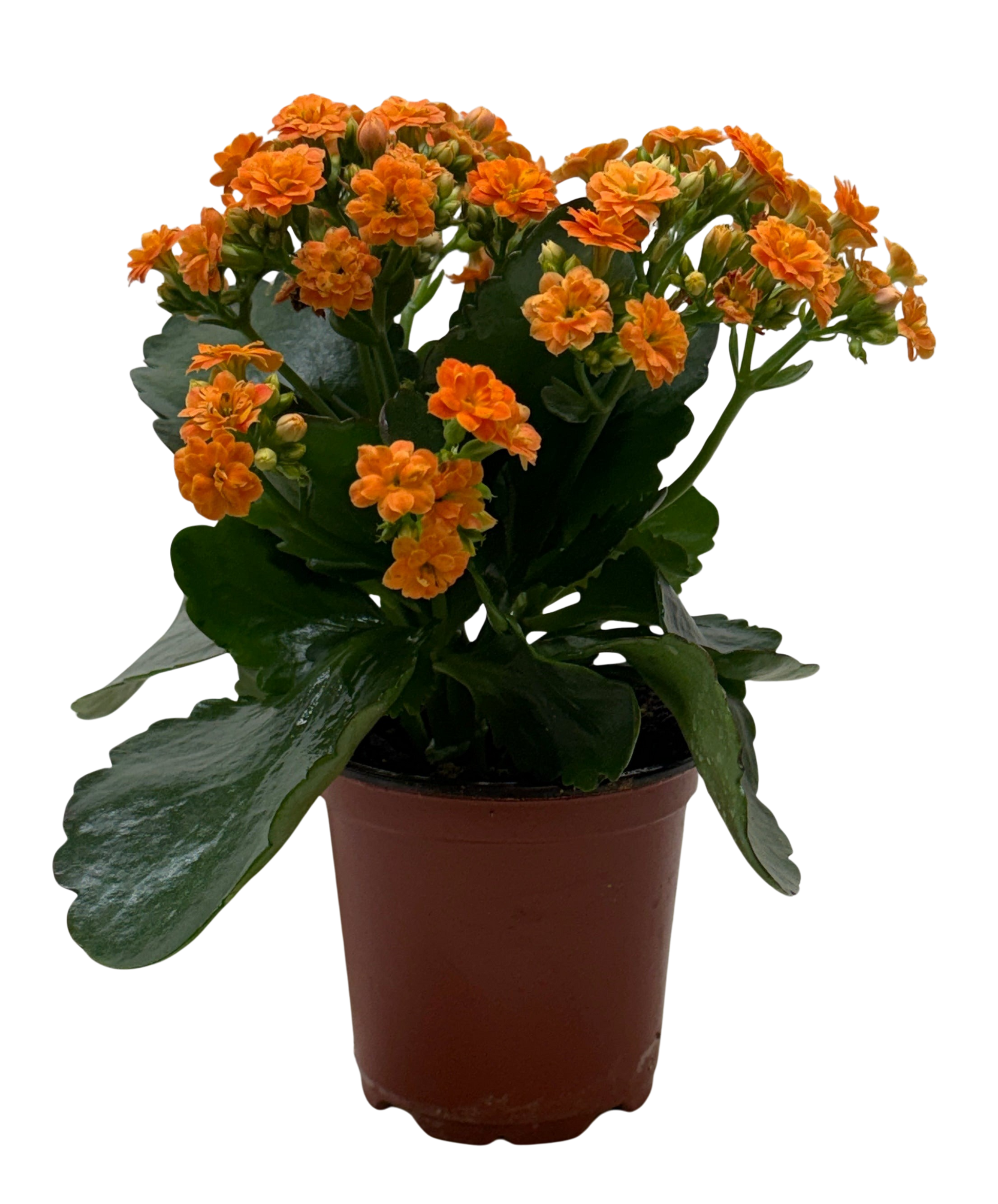Kalanchoe Blossfeldiana 4-inch plant with orange blossoms and green leaves Rooted Treasures Farms on Tampa Home & Garden Store