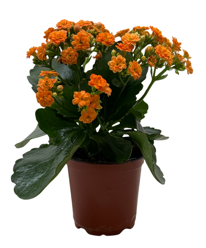 Kalanchoe Blossfeldiana 4-inch plant with orange blossoms and green leaves Rooted Treasures Farms on Tampa Home & Garden Store