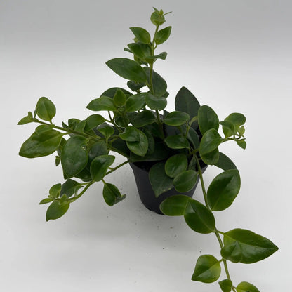 Aeschynanthus Lipstick Plant Mona Lisa Houseplant