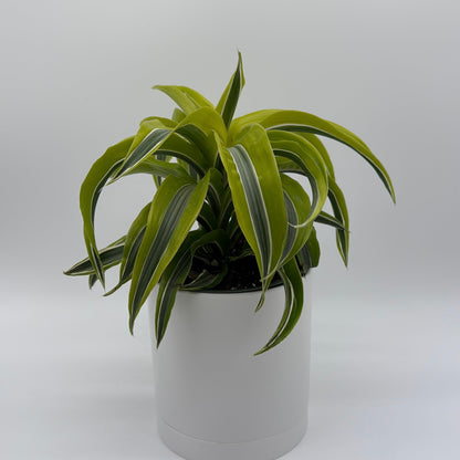 Dracaena 'Lemon Surprise'