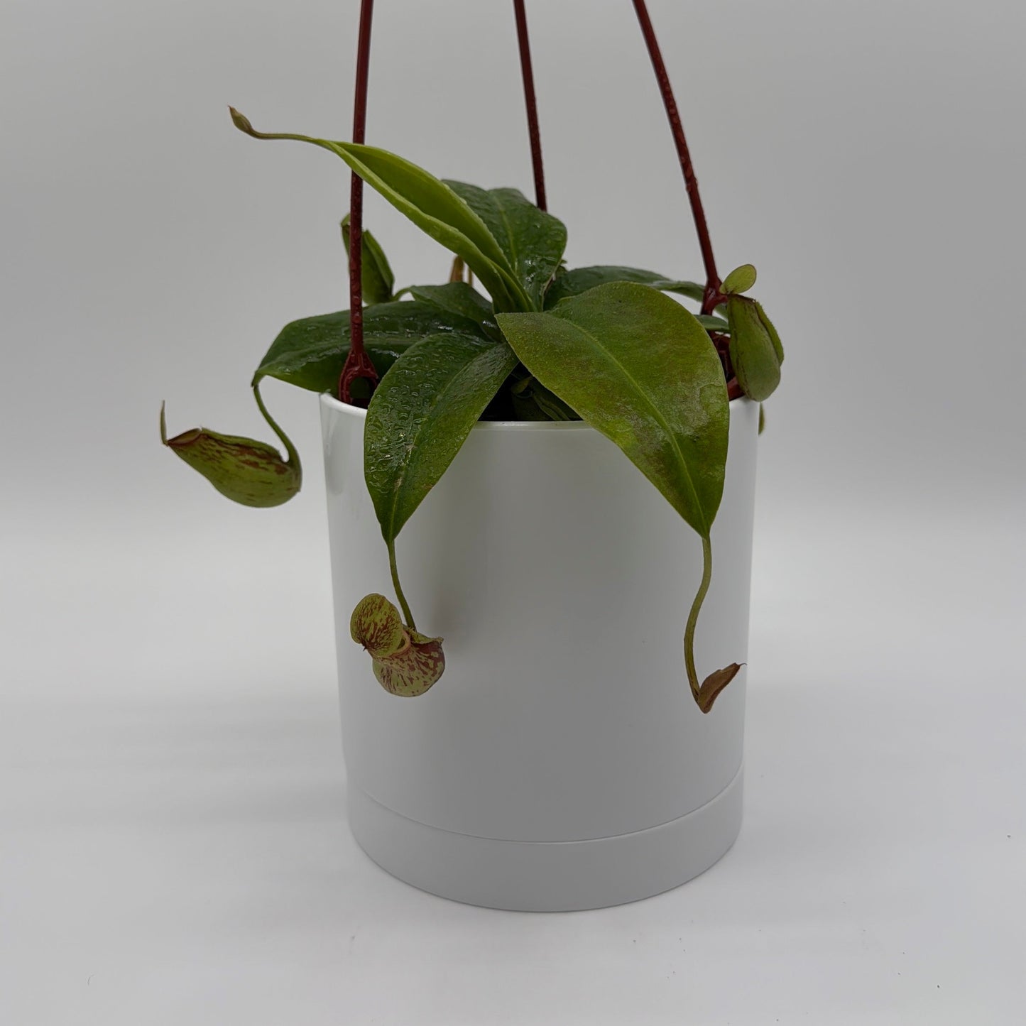 Nepenthes Gaya (Tropical Pitcher Plant)