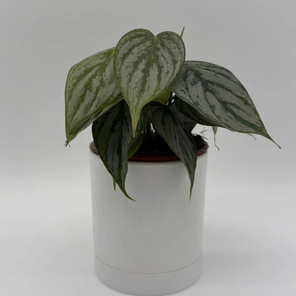 Philodendron Brandi plant with silver leaves in a white pot RUNOPLANTS potted houseplant on Tampa Home & Garden Store