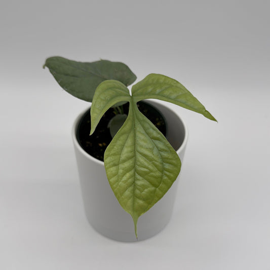 Monstera Amydrium Silver (Spiderman Monstera)