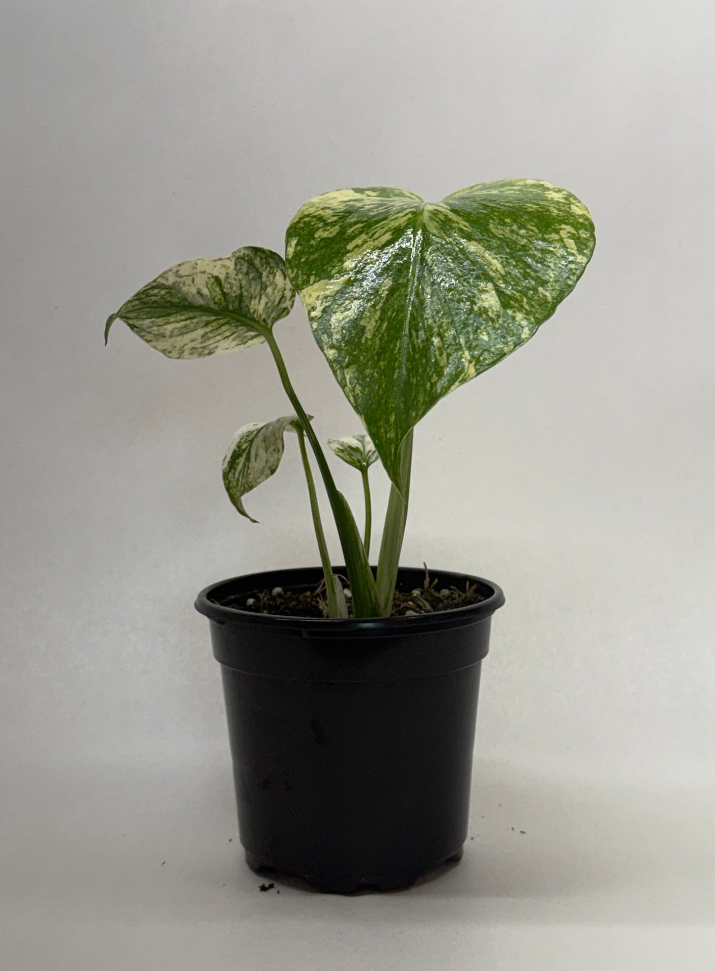 Monstera Mint variegated green cream leaves in a black pot Rooted Treasures Farms on Tampa Home & Garden Store