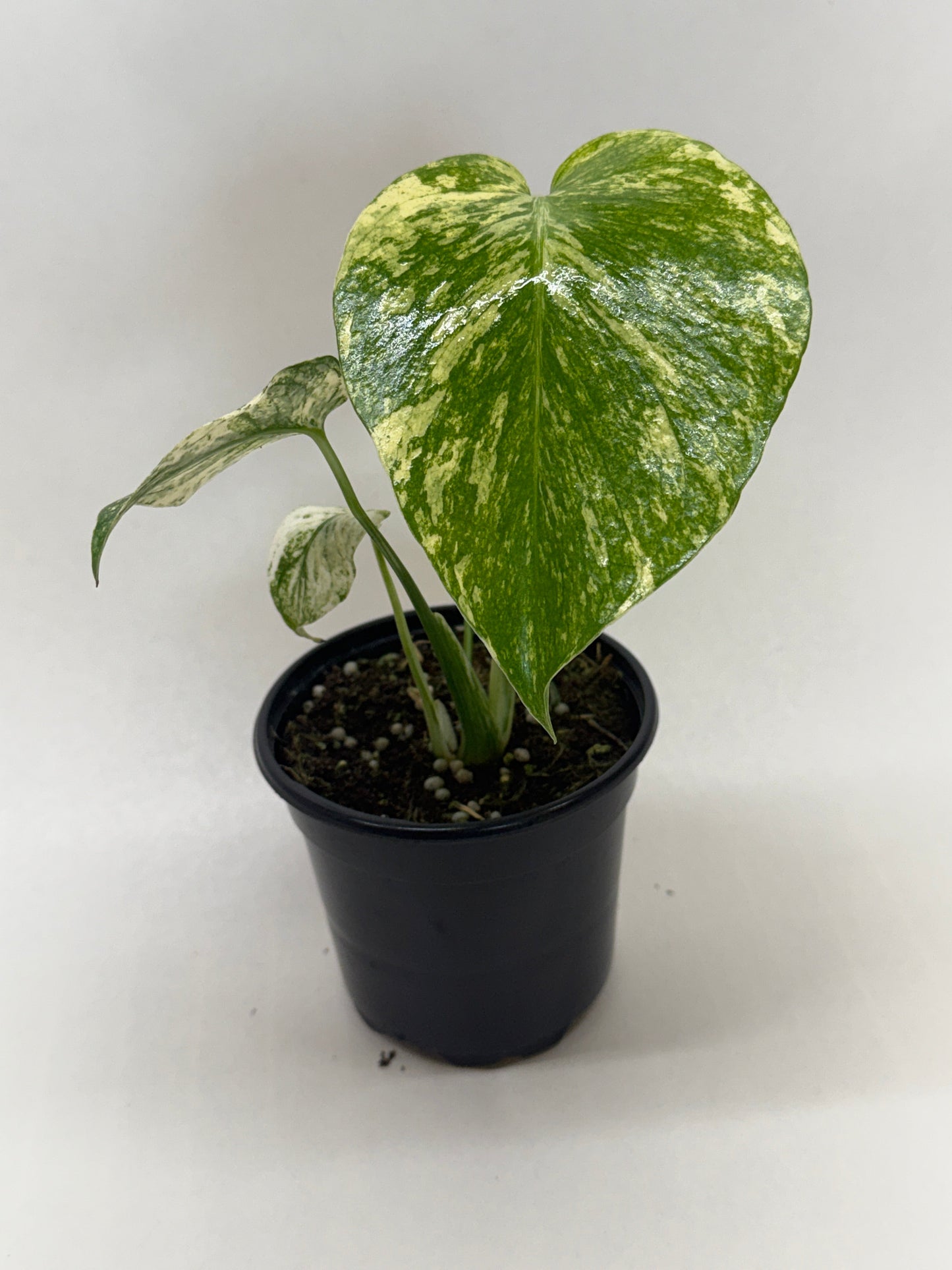 Monstera Mint indoor plant with green and cream variegated leaf in black pot on Tampa Home & Garden Store