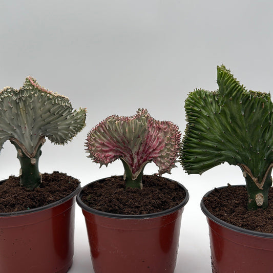 Mermaid Tail Cactus