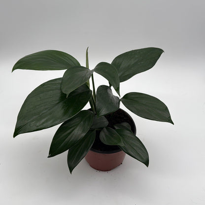 Rhaphidora Decursiva 'Dragon Tail'