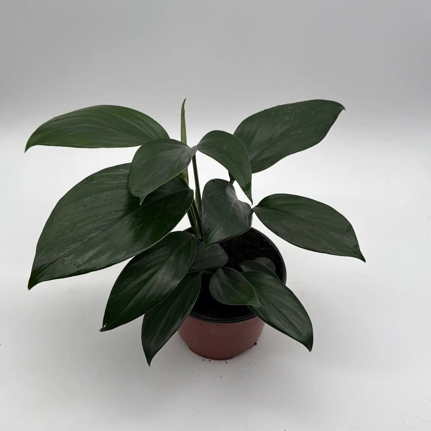 Dragon Tail Plant Rhaphidophora Decursiva RUNOPLANTS in a brown pot with dark green glossy leaves on Tampa Home & Garden Store
