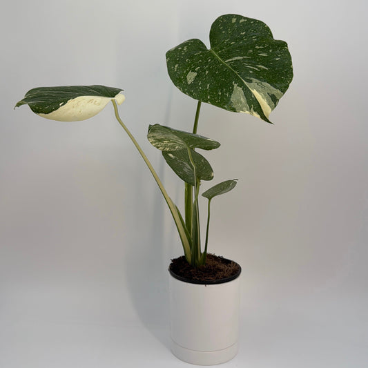 Monstera Plant 'Thai Constellation'