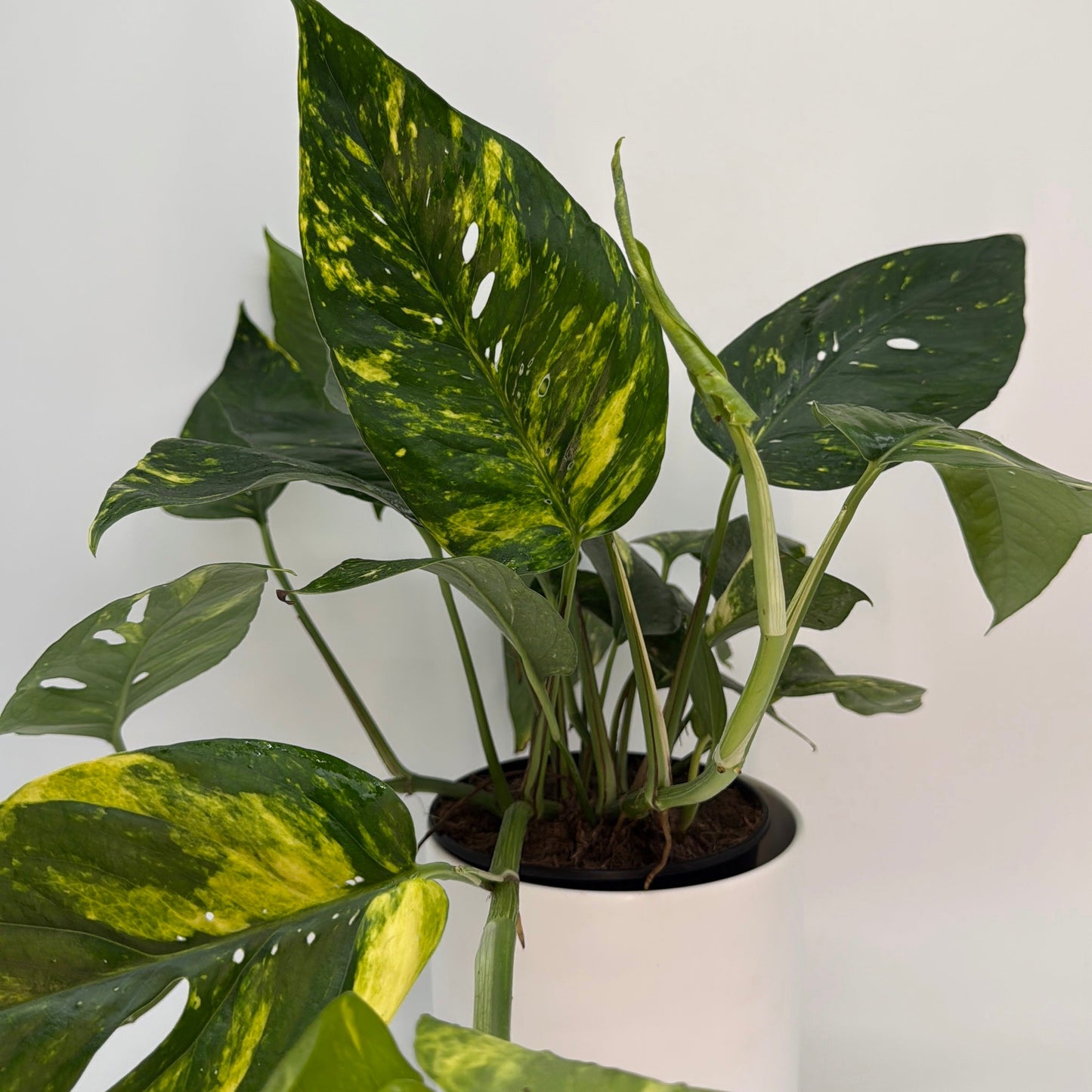 Epipremnum Pinnatum Yellow Flame