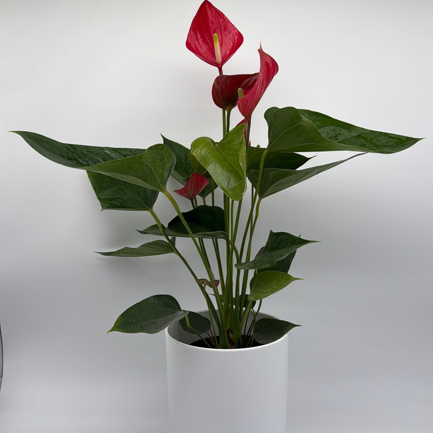 Anthurium Red Heart