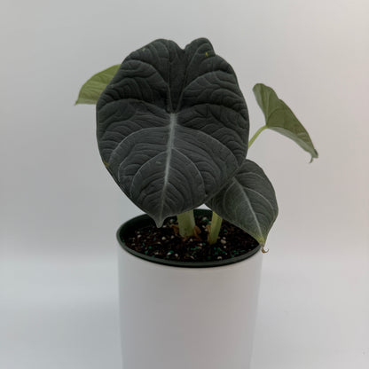 Alocasia Maharanii