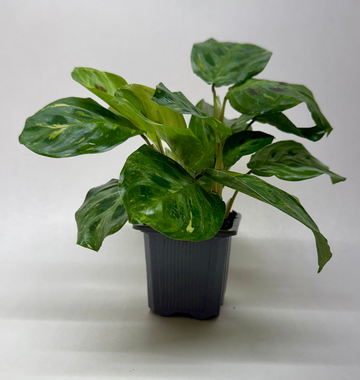 Maranta Variegated Beauty Kim indoor plant, green leaves with yellow variegation in a black pot on Tampa Home & Garden Store