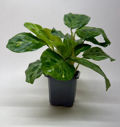 Maranta Variegated Beauty Kim indoor plant, green leaves with yellow variegation in a black pot on Tampa Home & Garden Store