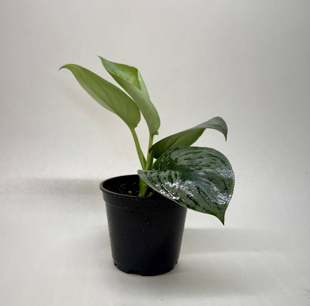 Pothos Silver Splash indoor plant with variegated green leaves in a black nursery pot on Tampa Home & Garden Store