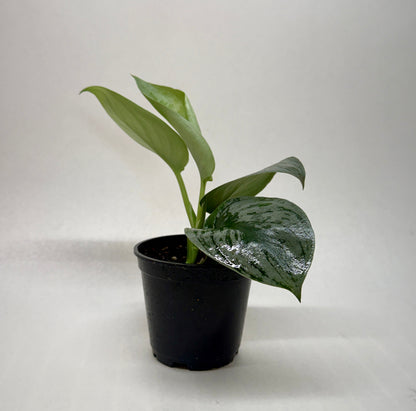 Pothos Silver Splash indoor plant with variegated green leaves in a black nursery pot on Tampa Home & Garden Store