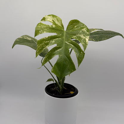 Monstera White Monster plant with variegated green and cream leaves in a black pot on Tampa Home & Garden Store