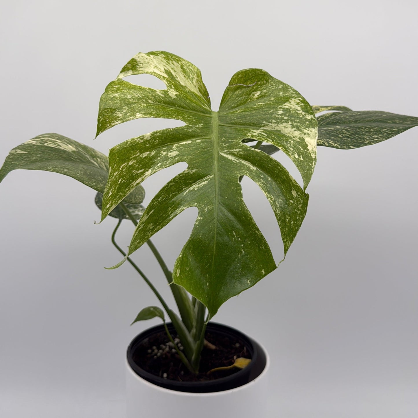 Monstera White Monster variegated leaves in a white pot RUNOPLANTS on Tampa Home & Garden Store
