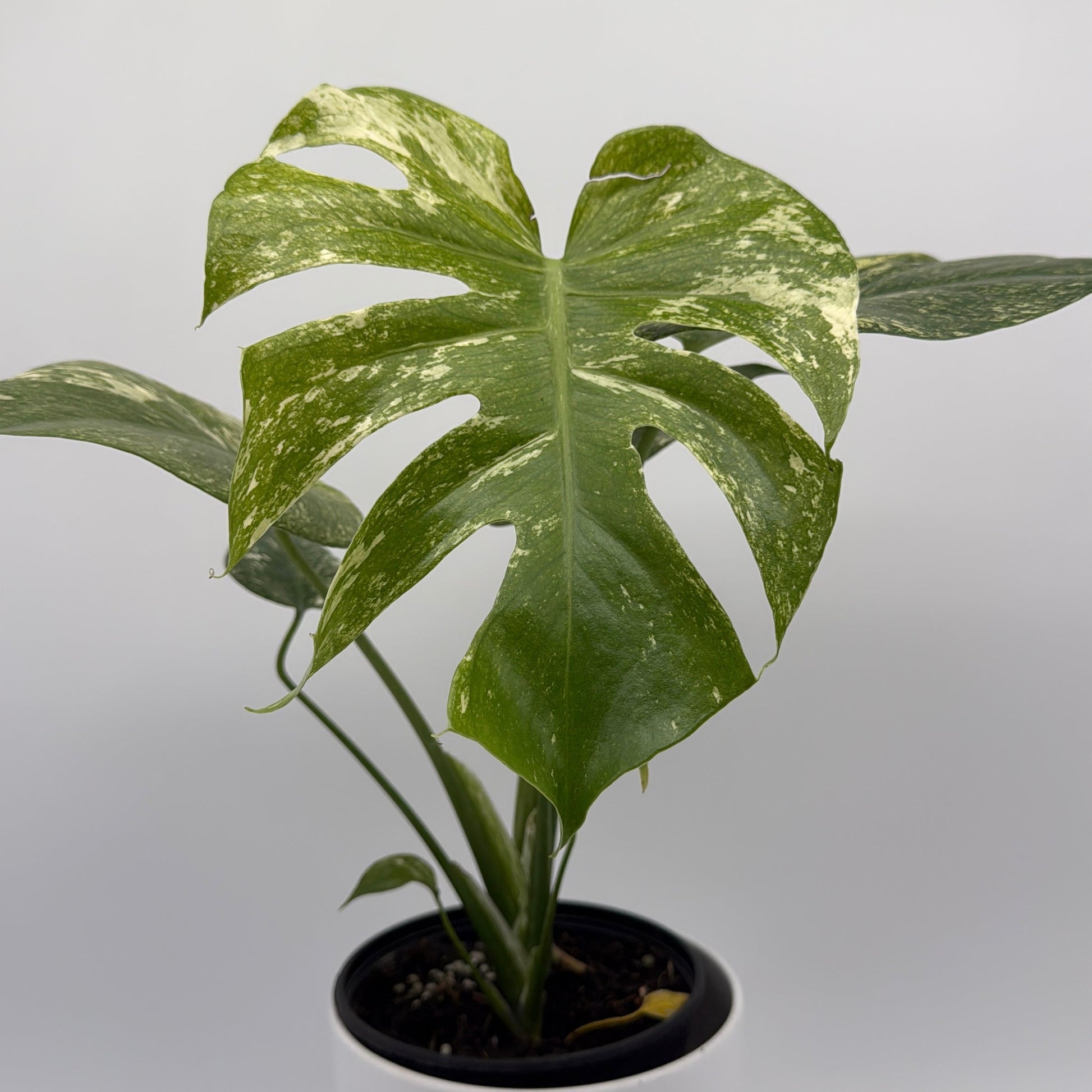 Monstera White Monster variegated plant with green and cream leaves in a pot on Tampa Home & Garden Store