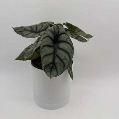 Alocasia Silver Dragon